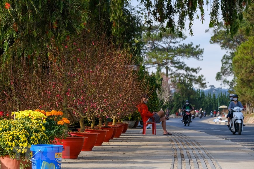 Hoa đào vẫn là loại hoa chủ lực được vận chuyển từ miền bắc vào Đà Lạt và các huyện lân cận bày bán. (Ảnh: Đặng Tuấn/TTXVN)
