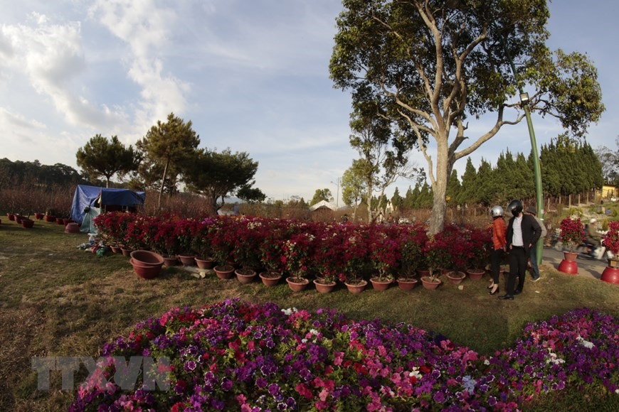 Hoa đào như mọi năm vẫn là loại hoa chủ lực được vận chuyển từ miền bắc vào Đà Lạt và các huyện lân cận bày bán. (Ảnh: Đặng Tuấn/TTXVN)