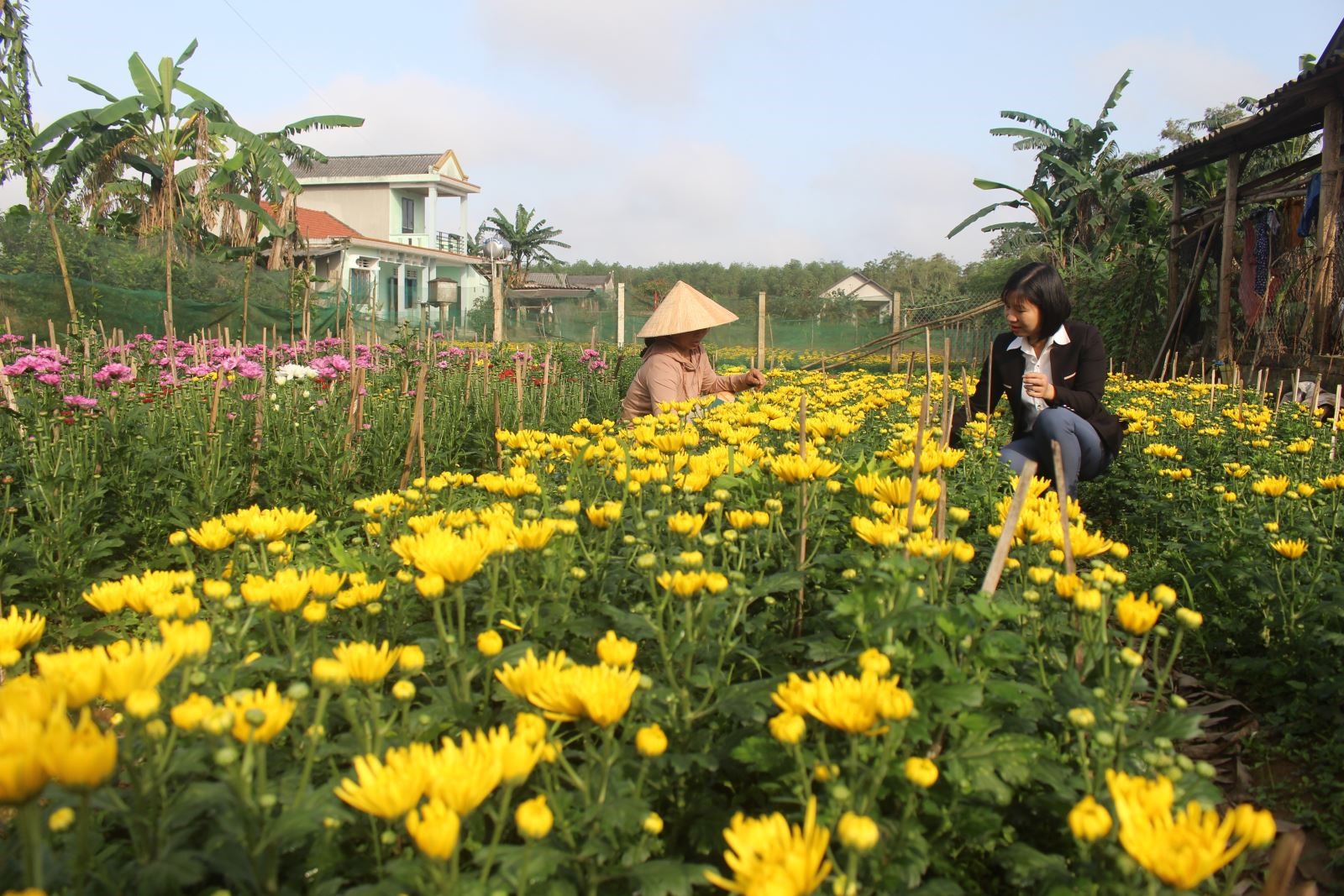 Vườn hoa nhà bà Phan Thị Dung, thôn Nhan Biều xã Triệu Thượng