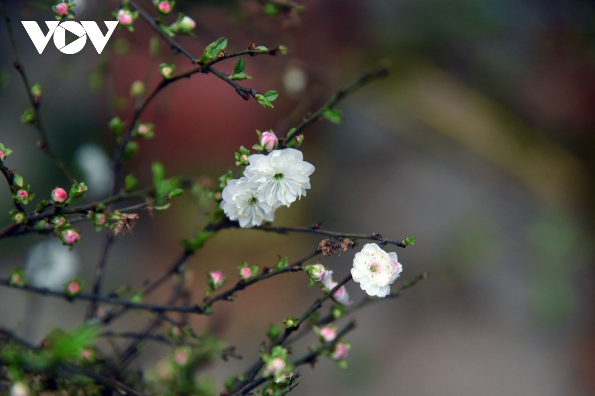 Theo quan niệm của người xưa, hoa mai tượng trưng cho mùa Xuân, một nhành mai trắng nở sáng bừng cả không gian Tết. Mỗi bông Nhất Chi mai thường có từ 5 - 6 lớp cánh nhỏ xếp chồng lên nhau, cá biệt có bông có đến 8 - 9 lớp cánh.