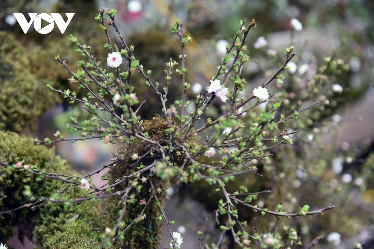 Những người trồng Nhất Chi mai ở Nhật Tân, Tây Hồ hiếm khi bán đứt các gốc mai, mà chỉ cho thuê. Bởi để có một cây Nhất Chi mai đẹp, có khi phải mất đến cả chục năm.