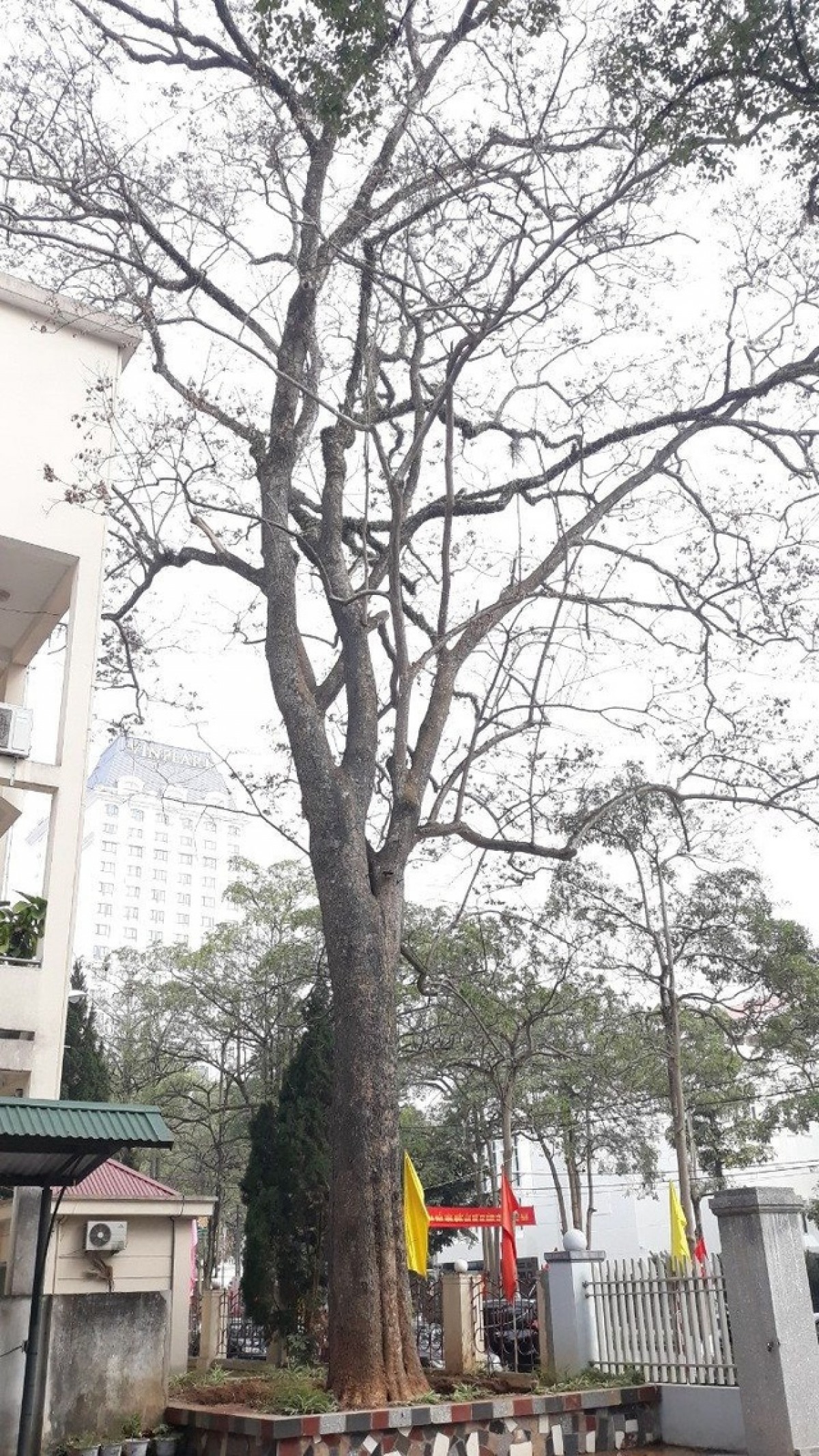 Hình ảnh cây sưa trong khuôn viên giữa Sở KH&ĐT và Sở Nội vụ tỉnh Lạng Sơn bị đổ hóa chất.