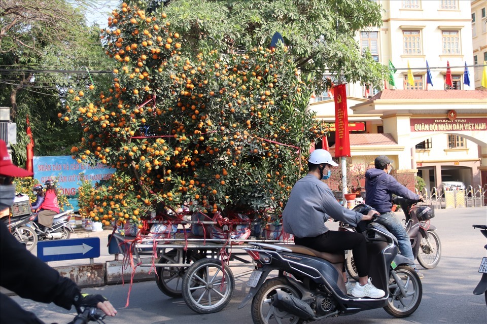 Một số tiểu thương bán cây cam canh sai trĩu quả có giá vài triệu đồng/cây.