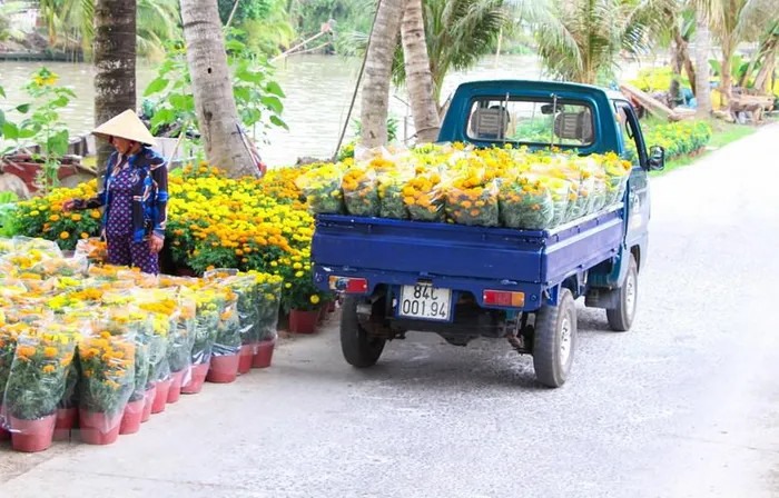 Những chuyến xe chở hoa từ làng hoa Xáng Mới đi tiêu thụ. (Ảnh: Hồng Thái/TTXVN)