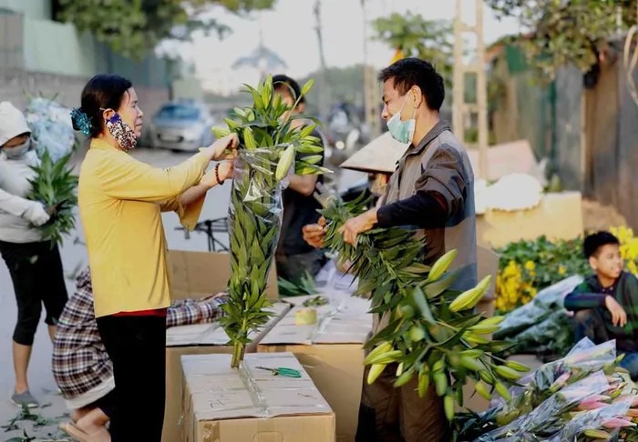 Người dân ở làng hoa Tây Tựu phân loại, đóng gói hoa ly để cung cấp cho thị trường. (Ảnh: Vũ Sinh/TTXVN)