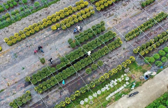 Hoa tại làng hoa Dương Sơn được tích cực chăm sóc để vận chuyển đi phục vụ thị trường Tết 2021. (Ảnh: Trần Lê Lâm/TTXVN)