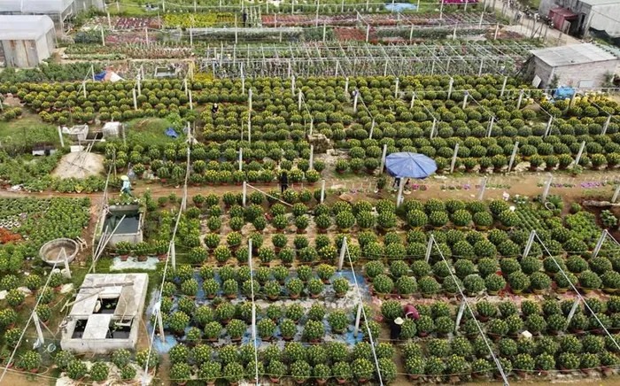 Làng hoa An Lạc, phường Đông Giang, thành phố Đông Hà, là nơi trồng hoa với diện tích lớn nhất Quảng Trị(Ảnh: Hồ Cầu/TTXVN)