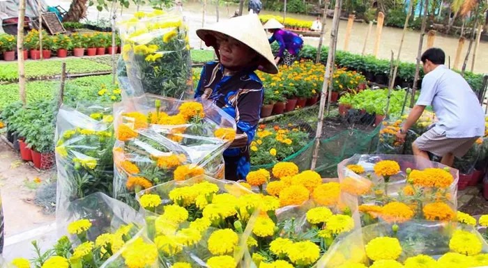 Nhiều hộ trồng hoa tại ấp Xáng Mới gắn bó với nghề trên dưới 20 năm. (Ảnh: Hồng Thái/TTXVN)