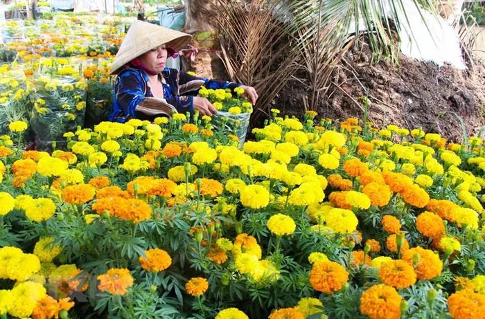 Làng hoa Xáng Mới cung ứng khoảng 180 nghìn chậu hoa phục vụ Tết Nguyên đán Tân Sửu 2021. (Ảnh: Hồng Thái/TTXVN)