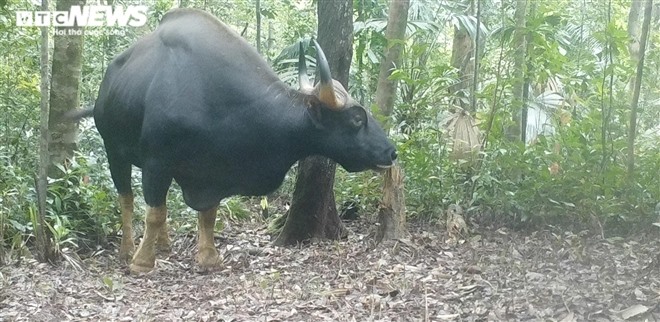 Bò tót Đông Nam Á (tên khoa học là Bos gaurus laosiensis) là một phân loài của loài bò tót được ghi nhận ở vùng Đông Nam Á. Đây là phân loài bò tót có tầm vóc to lớn nhất, một con đực to có thể cao tới 2,2 m và nặng trên 2 tấn trong đó, loài bò tót ở Việt Nam là một trong những loài bò tự nhiên to nhất thế giới.