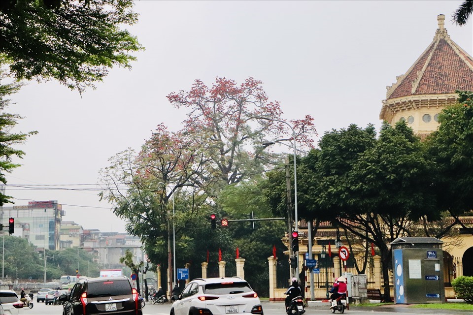 Cây gạo cổ thụ nằm ở giữa 2 con phố Tràng Tiền và Trần Khánh Dư, trong khuôn viên Bảo tàng Lịch sử Quốc gia là một trong những cây lớn nhất khu vực nội thành Hà Nội.