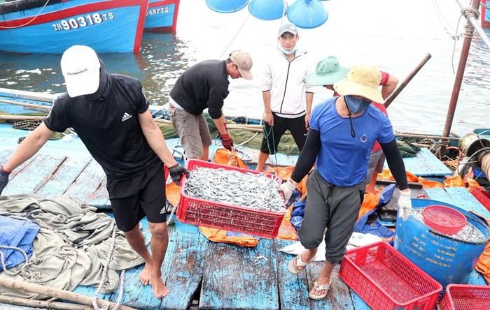 Hiện làng nghề truyền thống hấp cá phơi khô ở vùng ven biển huyện Gio Linh (Quảng Trị) đang vào vụ. Cá cơm còn tươi được đưa thẳng từ các tàu khai thác đến cơ sở hấp cá. (Ảnh: Nguyên Lý/TTXVN)