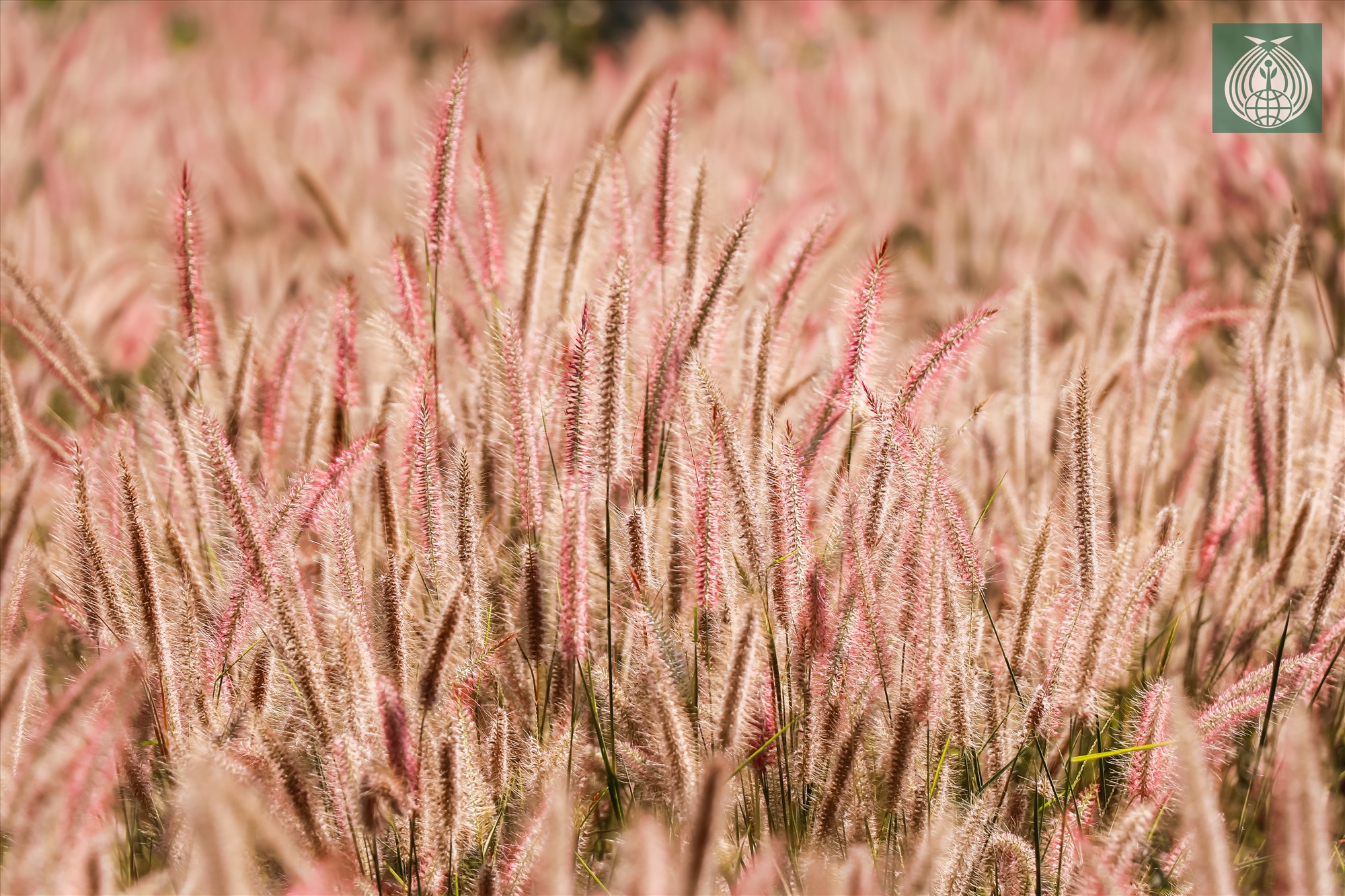 Đồi cỏ lau hồng tuy không rộng nhưng dưới ánh nắng vàng mùa xuân, đã tạo nên một cảnh đẹp thơ mộng nơi miền tây Quảng Trị.