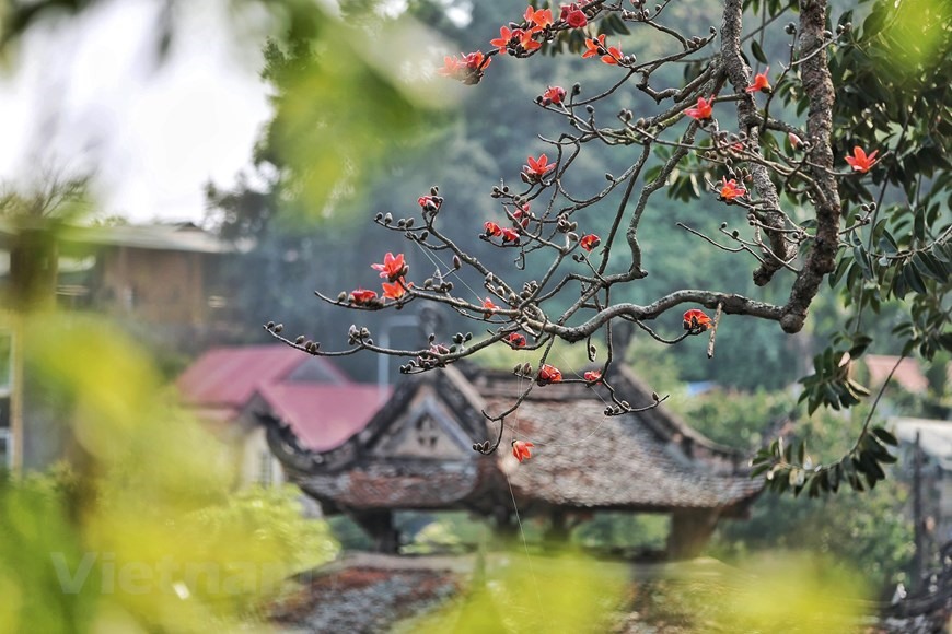 Vào mùa hoa, lá rụng hết nhường chỗ cho những 'đốm lửa' thắp rực rỡ tô điểm cho không gian trầm mặc. (Ảnh: Nam Nguyễn/Vietnam+)