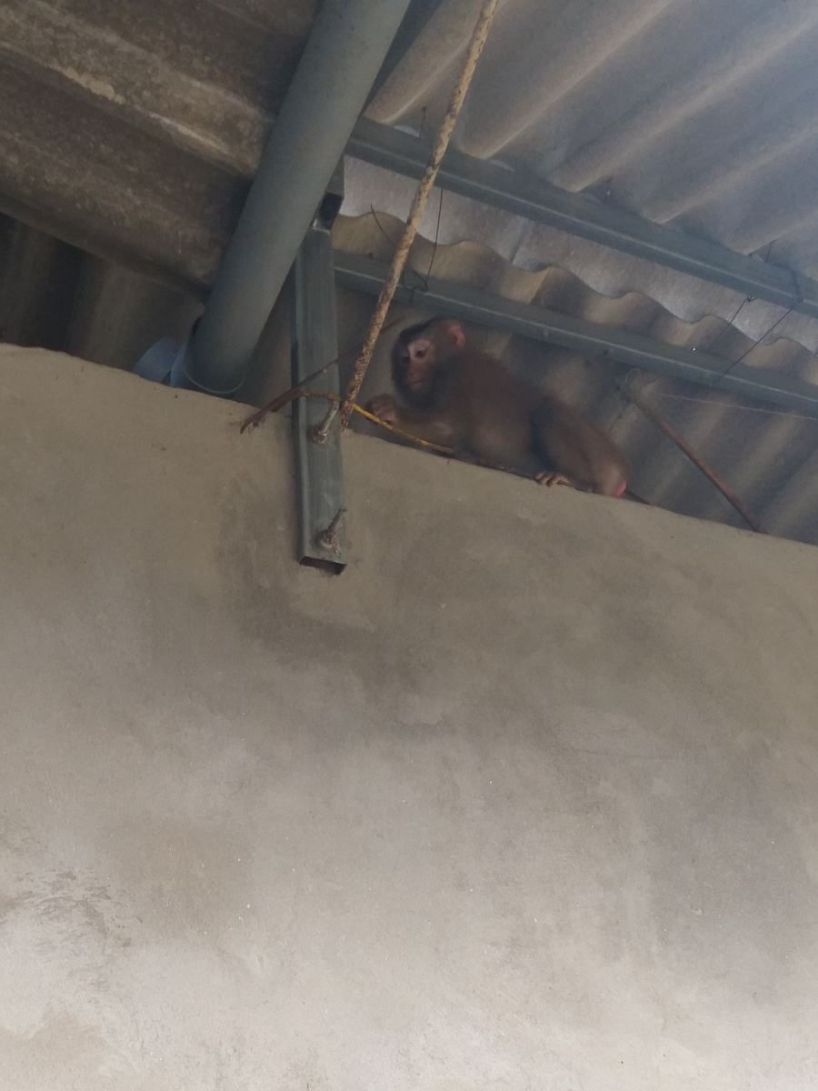 Cá thể khỉ thường xuyên xuất hiện và phá hoại tài sản người dân ở thôn Vĩnh An, Cam Hiếu