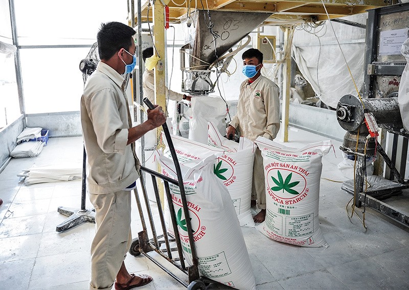 Công nhân Nhà máy chế biến tinh bột sắn An Thái đóng gói, vận chuyển sản phẩm - ẢNH: T.T​