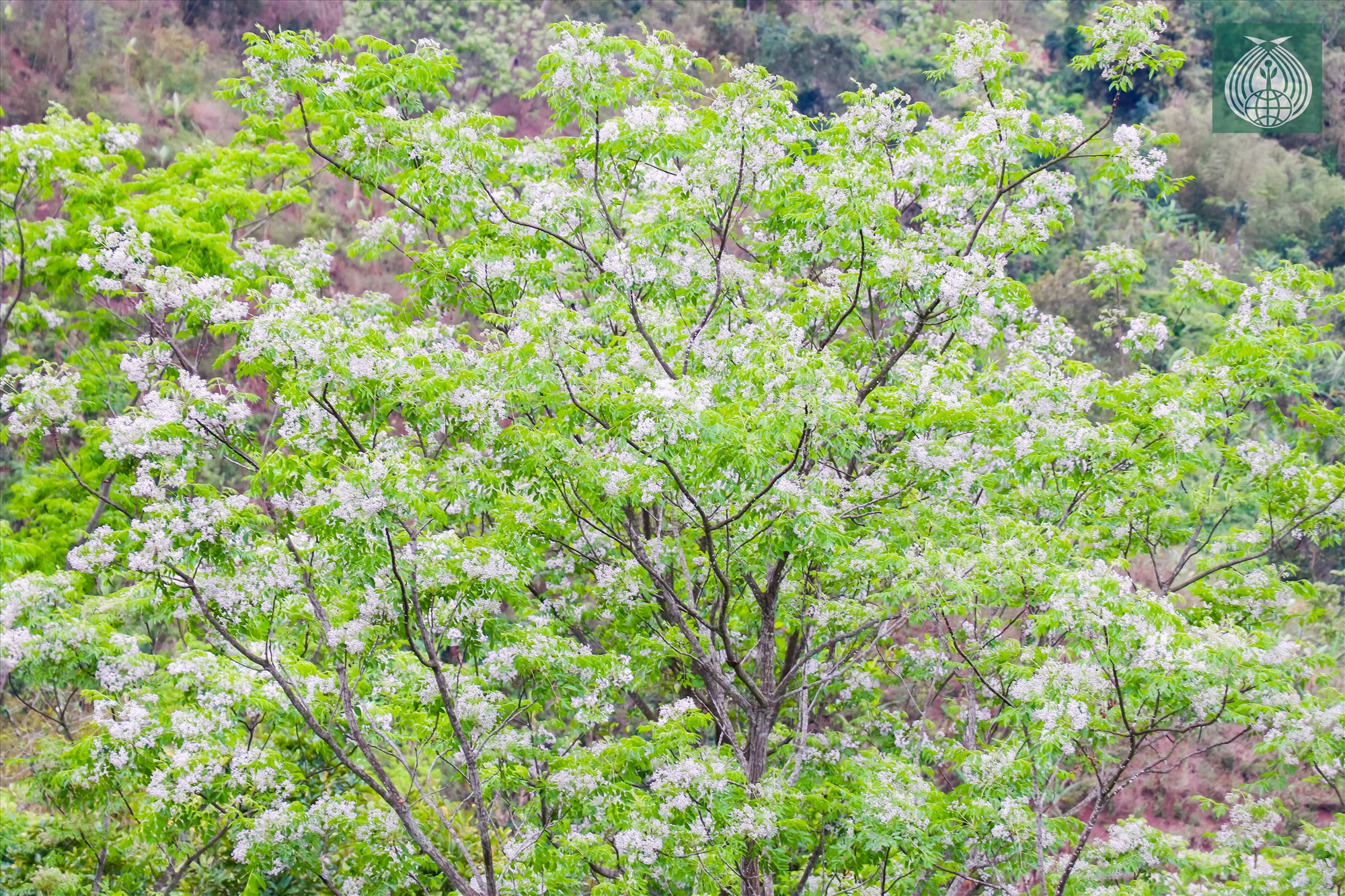 Một góc trời được bao phủ bởi hoa xoan đến mùa nở rộ tại xã Tân Hợp (Hướng Hóa, Quảng Trị).