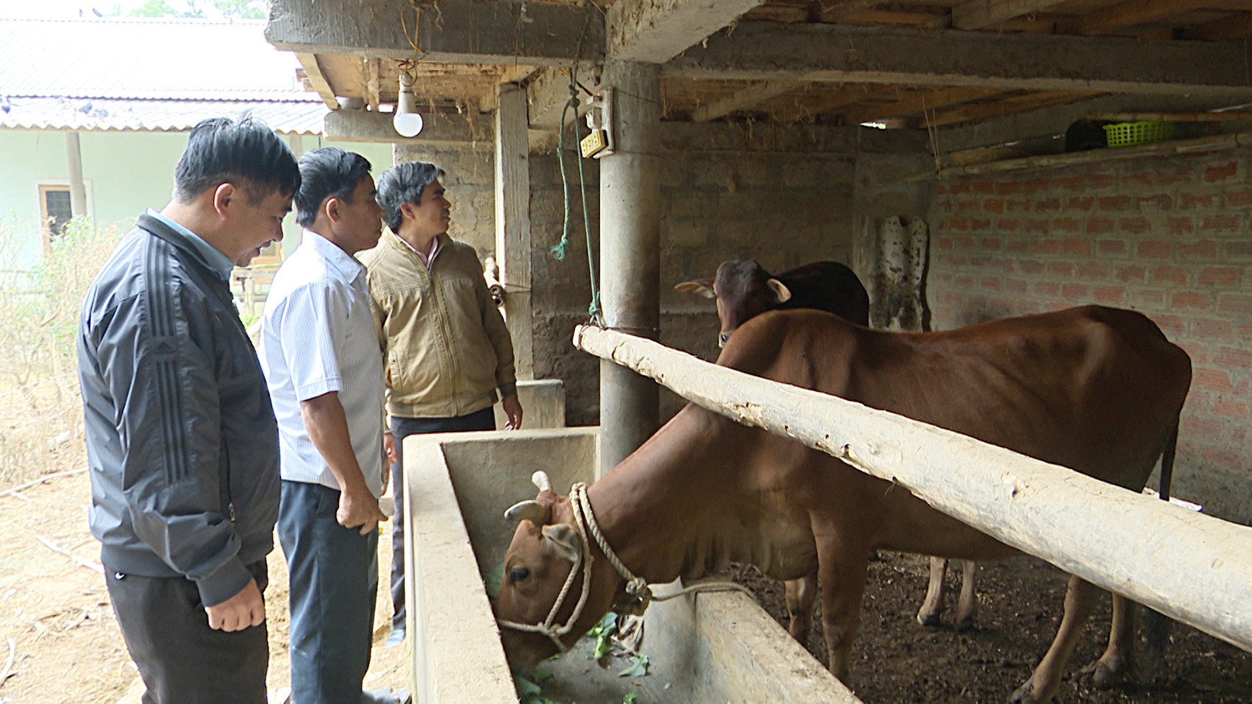 Nhiều hội viên nông dân ở Cam Lộ có thu nhập ổn định từ nuôi bò sinh sản -Ảnh: A.V