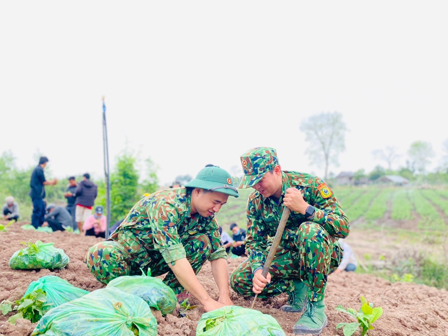 Cán bộ, chiến sĩ Đồn Biên phòng Ba Tầng giúp dân trồng cây dược liệu - Ảnh: Q.H