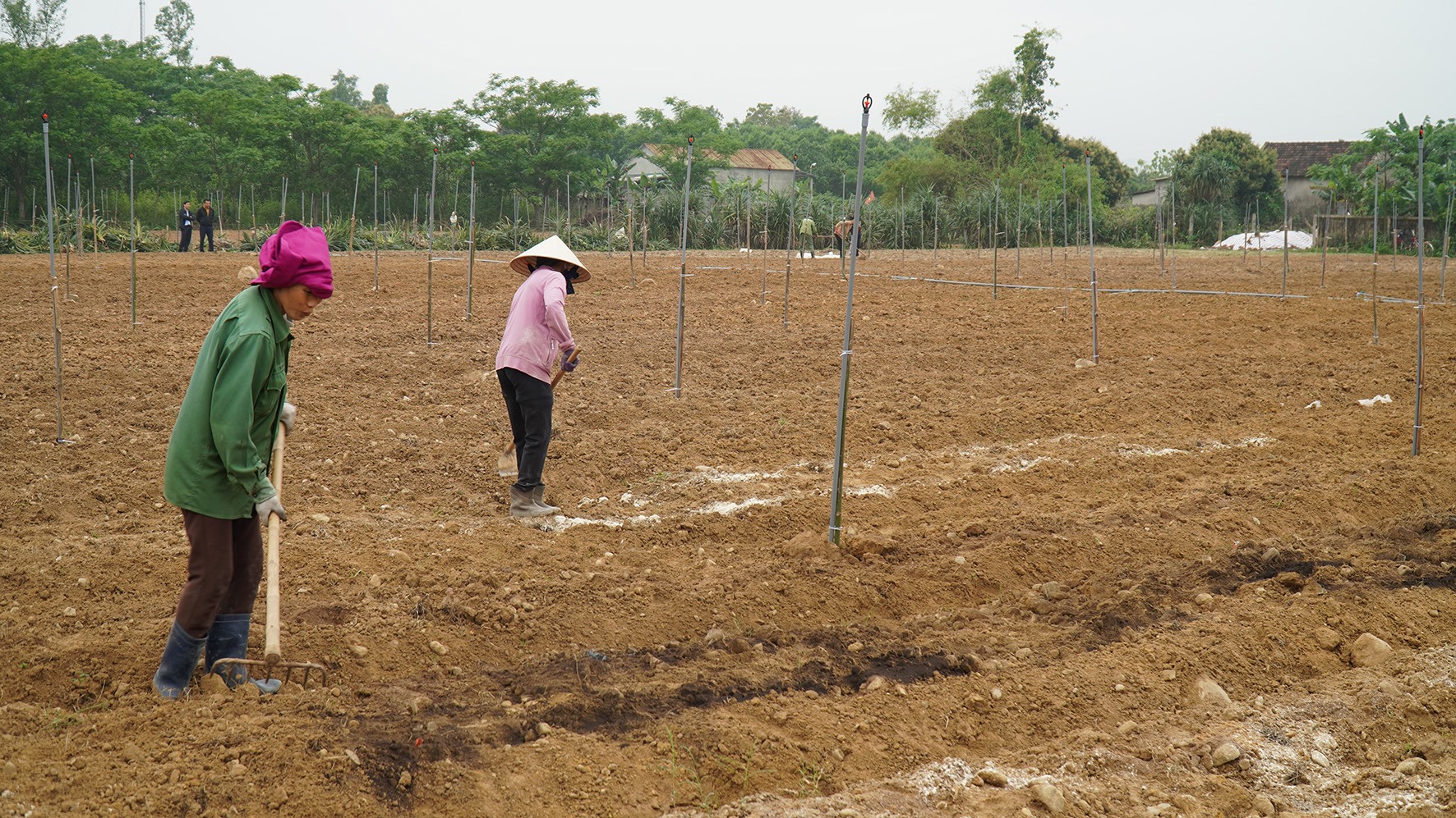 Nông dân xã Cam Thành làm đất, lắp đặt hệ thống nước chuẩn bị trồng cây an xoa - Ảnh: A.V