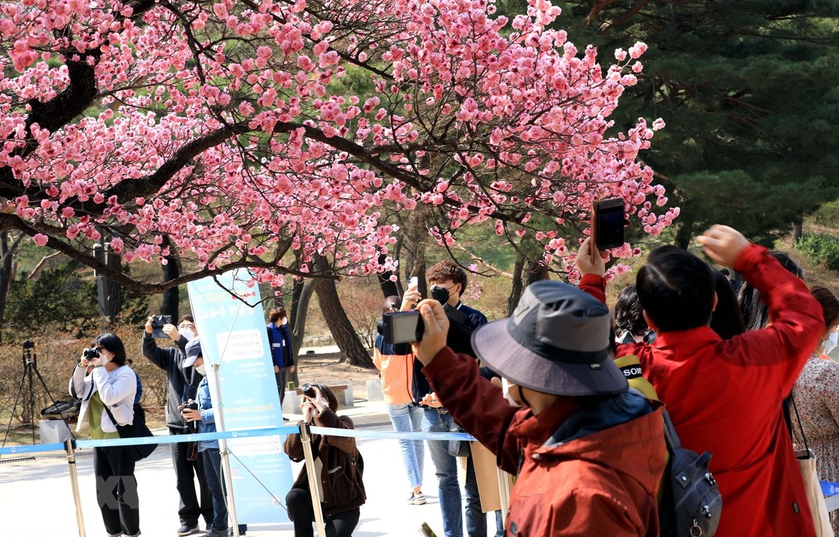 Người dân Hàn Quốc chụp ảnh cây anh đào cổ thụ đã nở rộ trong Cung Changdeok tại thủ đô Seoul. (Ảnh: Phạm Anh Nguyên/TTXVN)
