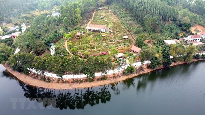 Khu đồi Vương quốc hoa đỗ quyên tại thôn Đồng Bùa, xã Tam Quan, huyện Tam Đảo, là nơi thu hút nhiều du khách tới ngắm hoa đỗ quyên khoe sắc. (Ảnh: Hoàng Hùng/TTXVN)