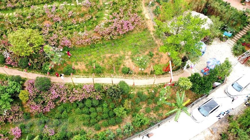 Khu đồi Vương quốc hoa đỗ quyên tại thôn Đồng Bùa, xã Tam Quan, huyện Tam Đảo là nơi thu hút nhiều du khách tới ngắm hoa đỗ quyên khoe sắc. (Ảnh: Hoàng Hùng/TTXVN)