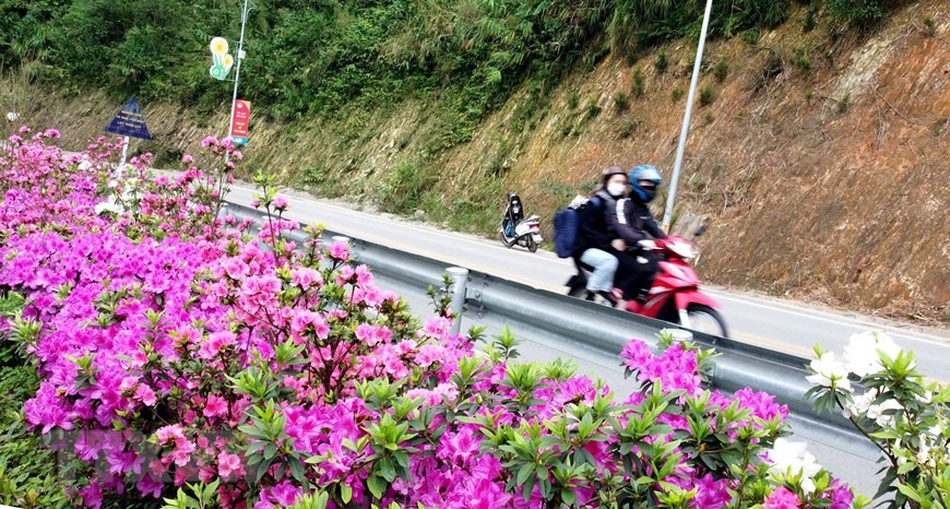 Khu đồi Vương quốc hoa đỗ quyên tại thôn Đồng Bùa, xã Tam Quan, huyện Tam Đảo là nơi thu hút nhiều du khách tới ngắm hoa đỗ quyên khoe sắc. (Ảnh: Hoàng Hùng/TTXVN)