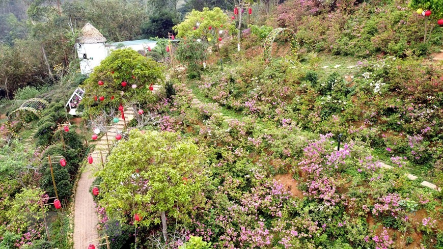 Hoa đỗ quyên nở rộ ở khu đồi Vương quốc hoa đỗ quyên thuộc thôn Đồng Bùa, xã Tam Quan, huyện Tam Đảo. (Ảnh: Hoàng Hùng/TTXVN)