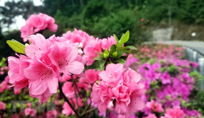 Hoa đỗ quyên hồng được trồng phổ biến ở Tam Đảo. (Ảnh: Hoàng Hùng/TTXVN)