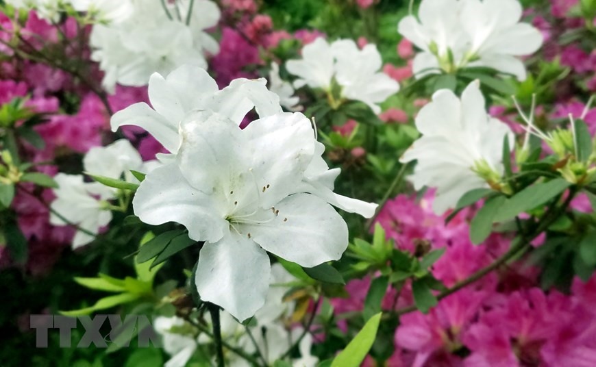 Hoa đỗ quyên trắng là một trong nhiều màu hoa được thấy nhiều ở Tam Đảo. (Ảnh: Hoàng Hùng/TTXVN)