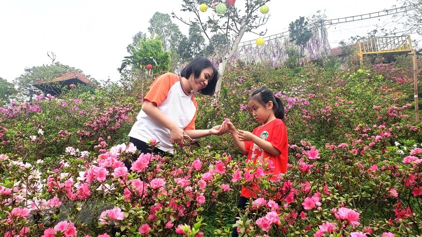 Vườn hoa đỗ quyên tại thôn Đồng Bùa, xã Tam Quan, huyện Tam Đảo. (Ảnh: Hoàng Hùng/TTXVN)