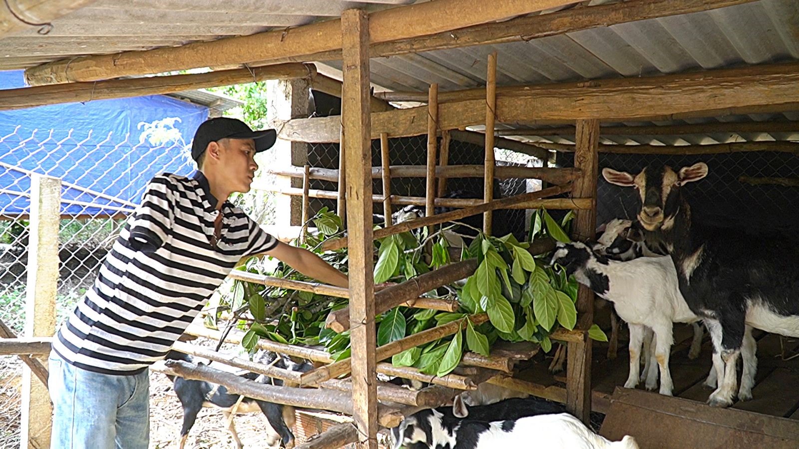 Anh Phạm Hữu Quang chăm sóc đàn hươu