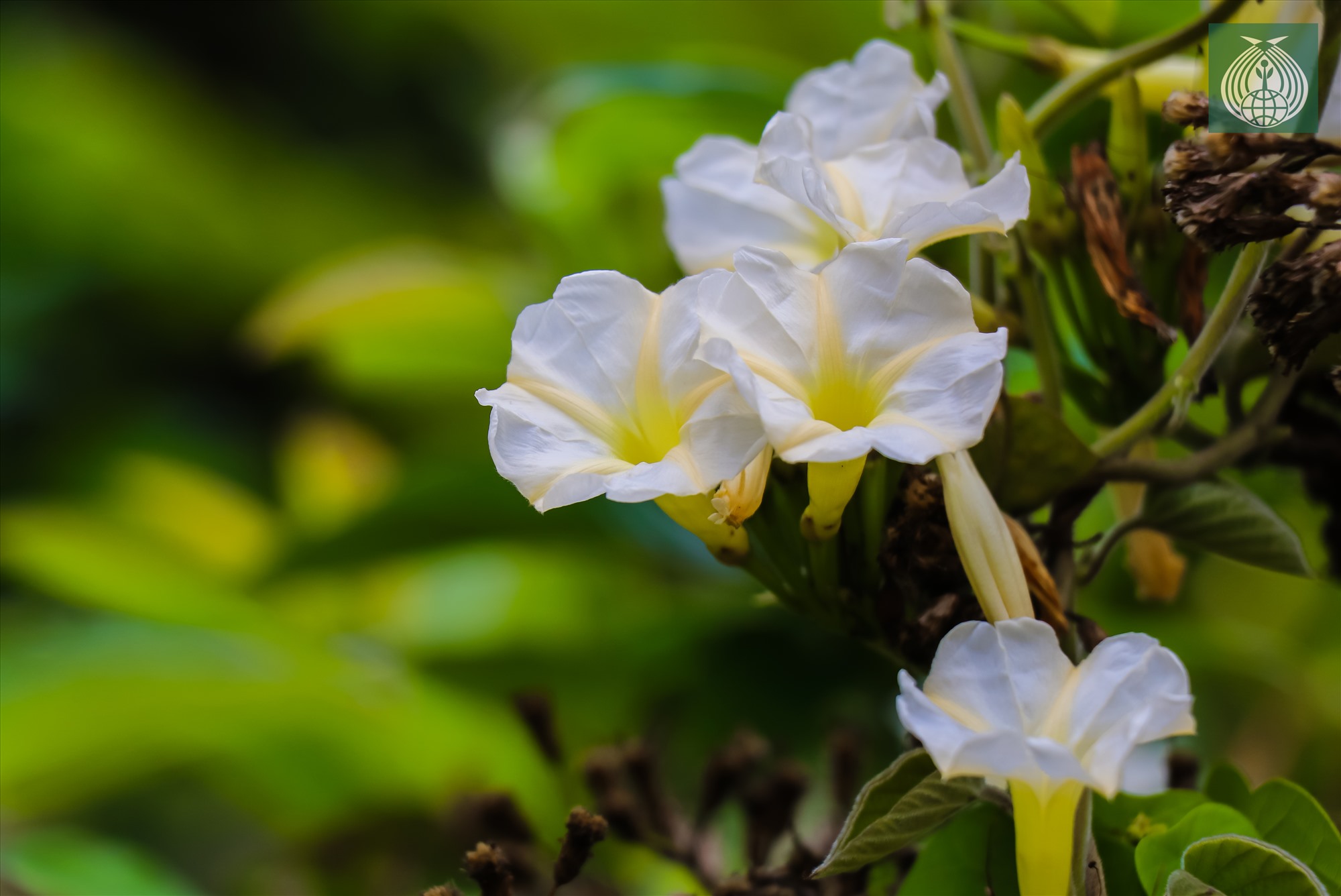 Một loại hoa dây leo nở trắng trên các tán cây nguyên sinh.