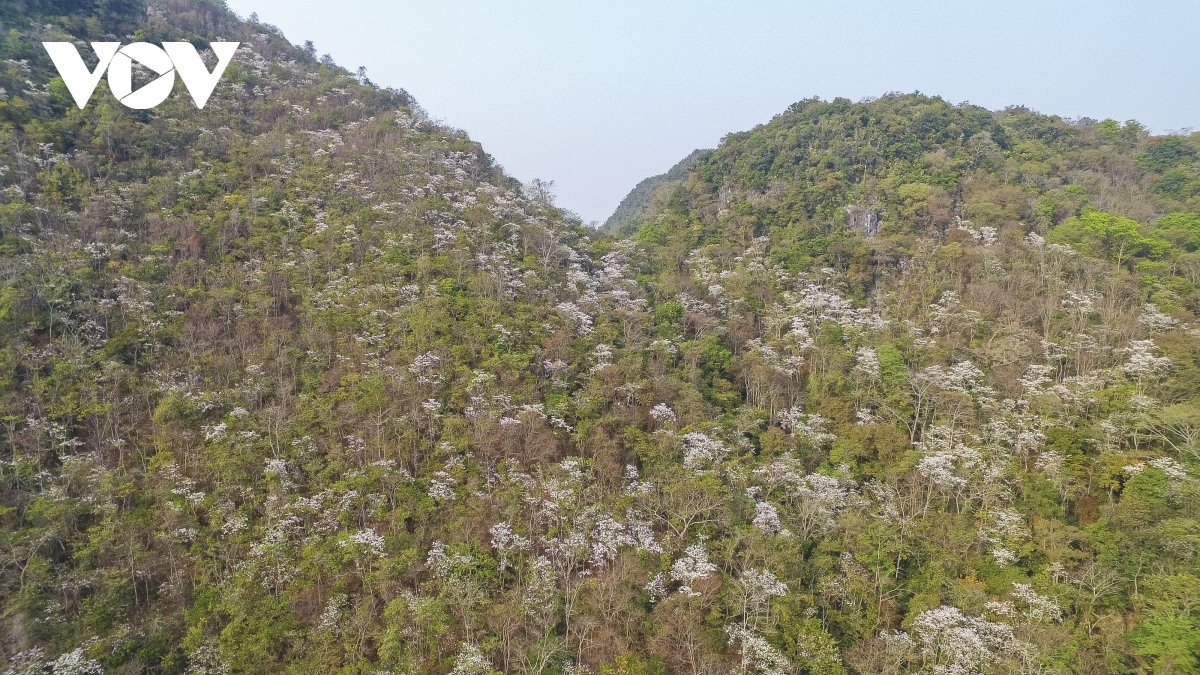 Những ngày này, khắp núi rừng Điện Biên được phủ một màu trắng tinh khôi của hoa ban.