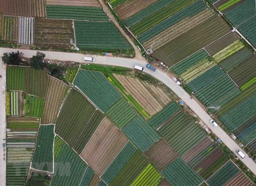 Vùng sản xuất rau an toàn của xã Tráng Việt, huyện Mê Linh có diện tích gần 200ha. (Ảnh: Vũ Sinh/TTXVN)