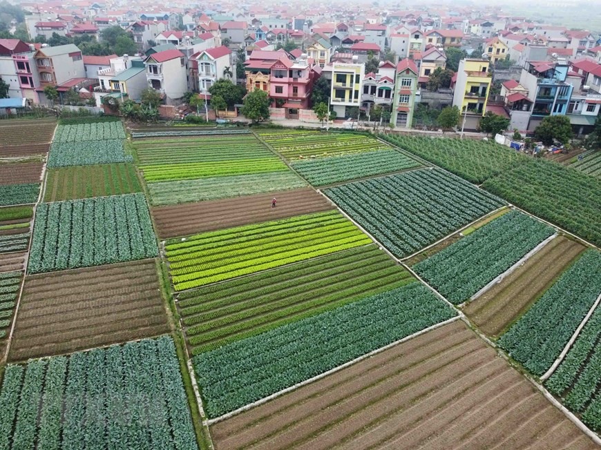 Một góc vùng sản xuất rau an toàn của xã Tráng Việt, huyện Mê Linh. (Ảnh: Vũ Sinh/TTXVN)