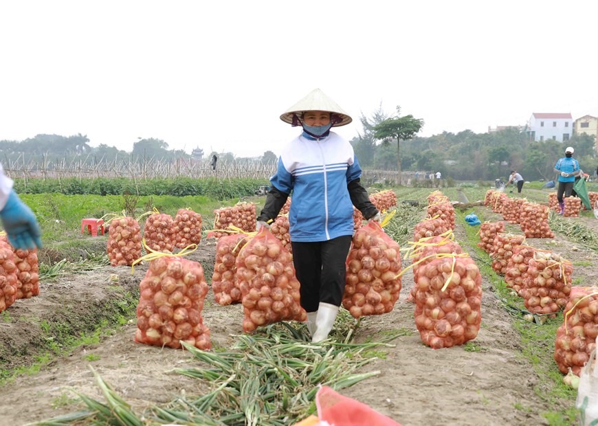 Nông dân xã Tiền Phong, huyện Mê Linh thu hoạch hành tây để cung cấp cho thị trường. (Ảnh: Vũ Sinh/TTXVN)