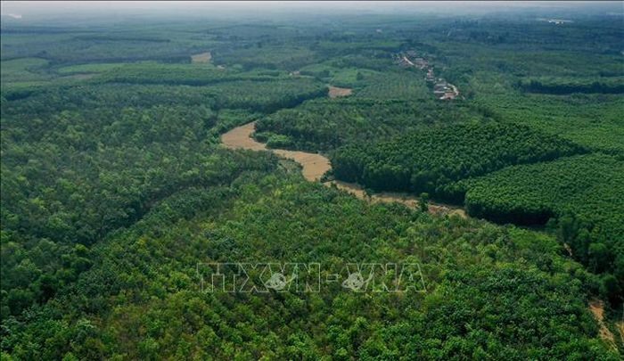Tỉnh Quảng Trị có diện tích rừng và đất quy hoạch phát triển rừng trên 293.800 ha; trong đó đất có rừng là hơn 245.800 ha, đất quy hoạch phát triển rừng là trên 48.000 ha. Ảnh: Hồ Cầu/TTXVN