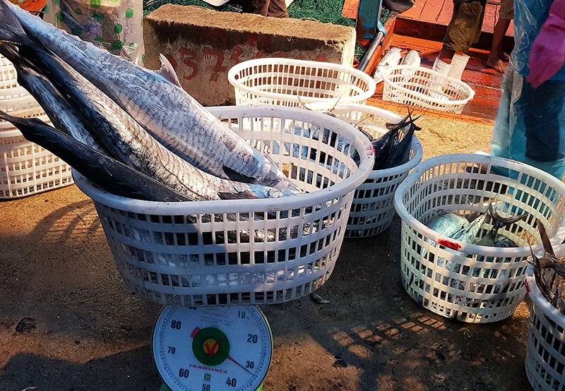 Cá thu loại một được ngư dân thị trấn Cửa Việt khai thác luôn đắt hàng - Ảnh: TÚ LINH​