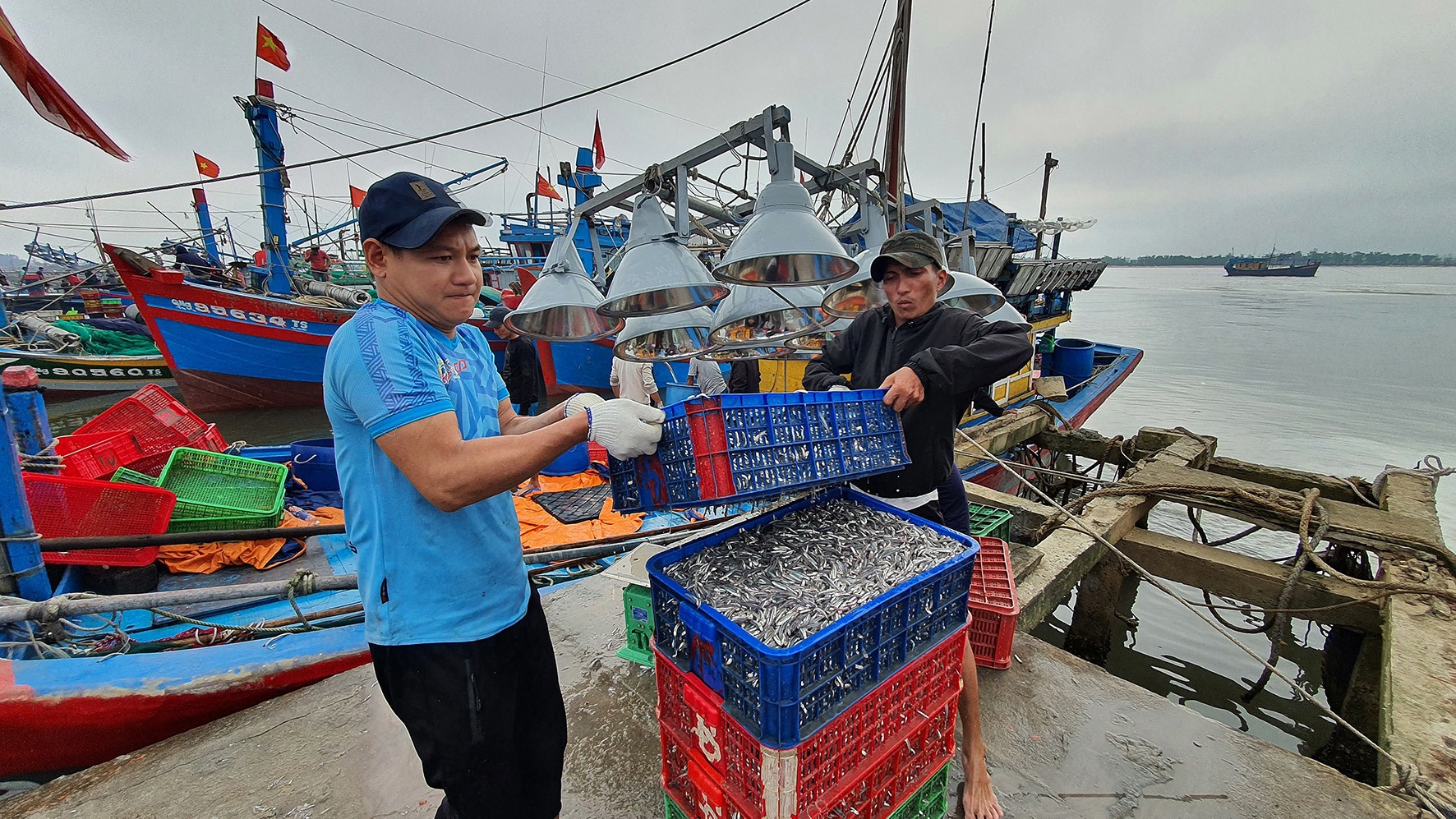 Cá cơm được thu mua ngay tại bến với giá từ 7.000 – 10.000 đồng/kg-Ảnh: L.A​