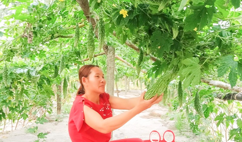 Người trồng mướp đắng ở Triệu Vân rất cần được hỗ trợ về kỹ thuật và đầu ra sản phẩm - Ảnh: N.T​