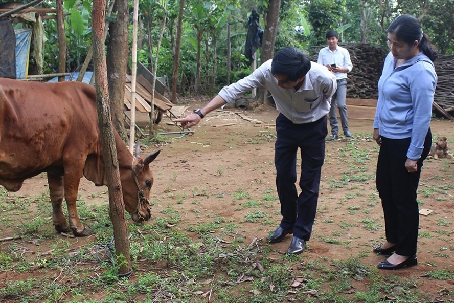 Bệnh viêm da nổi cục trên bò được phát hiện tại Quảng Trị. Ảnh: Việt Toàn.