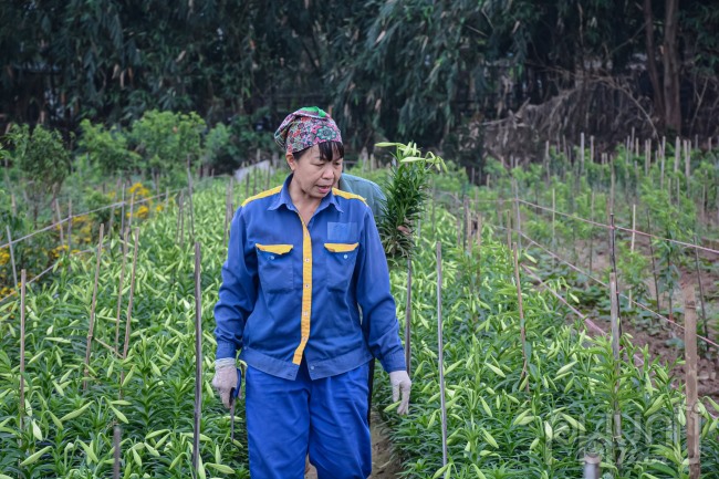 Cô Phạm Thị Loan đang bận rộng với công đoạn thu hoạch hoa loa kèn.