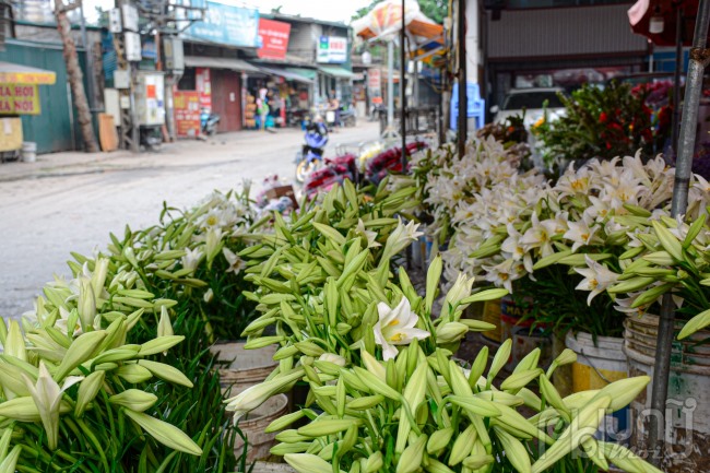 Một cửa hàng bán hoa tại chợ hoa Quảng An bày bán chủ yếu là loa kèn.