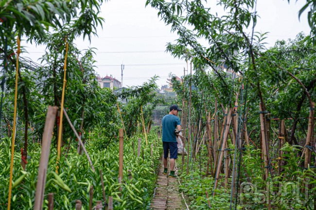 Hoa loa kèn được trồng xen kẽ với cả đào tại Nhật Tân.