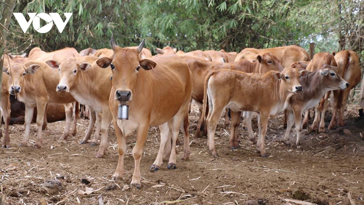 Bò là một mặt hàng xuất khẩu lớn của ngành nông nghiệp Lào.