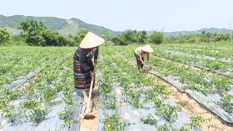 Mô hình trồng cây chè vằng mang lại hiệu quả kinh tế cao ở Bản Chùa, xã Cam Tuyền, huyện Cam Lộ - Ảnh: T.H​