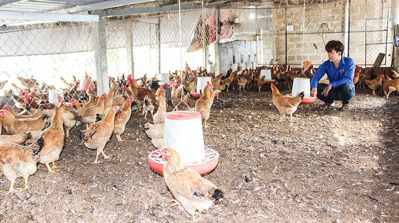 Nhiều ĐVTN ở huyện Hải Lăng đã thành công khi lựa chọn mô hình trang trại chăn nuôi để khởi nghiệp - Ảnh: H.T​