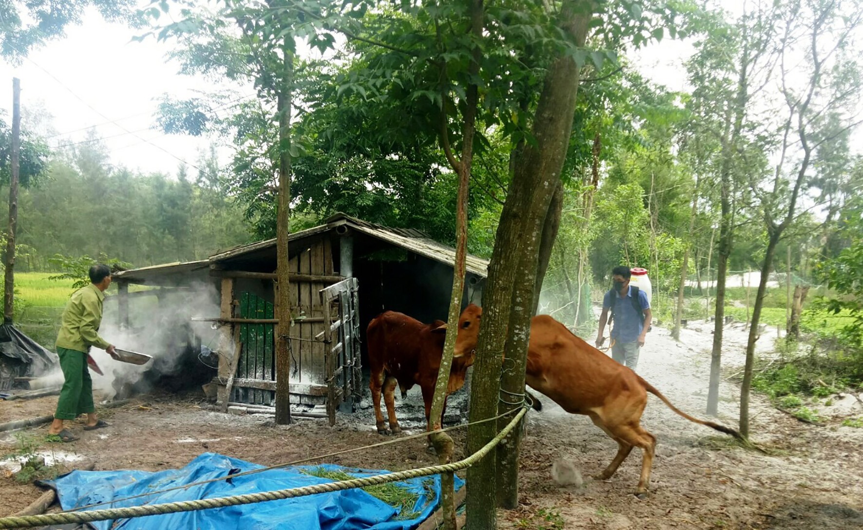 Các hộ chăn nuôi bò mắc bệnh viêm da nổi cục ở Triệu Phong tăng cường vệ sinh khử trùng, tiêu độc tại khu vực chuồng nuôi - Ảnh: Cảnh Thu